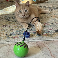 adopt a pet