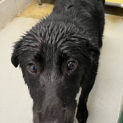 Photo of Dozer