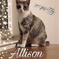 Photo of Allison