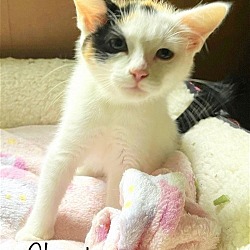 Thumbnail photo of Claret  *kitten* #2