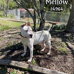 Thumbnail photo of Mellow #3