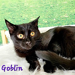 Thumbnail photo of Goblin #1