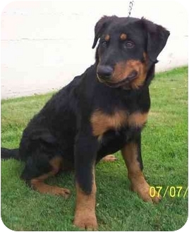 rottweiler and poodle mix for sale