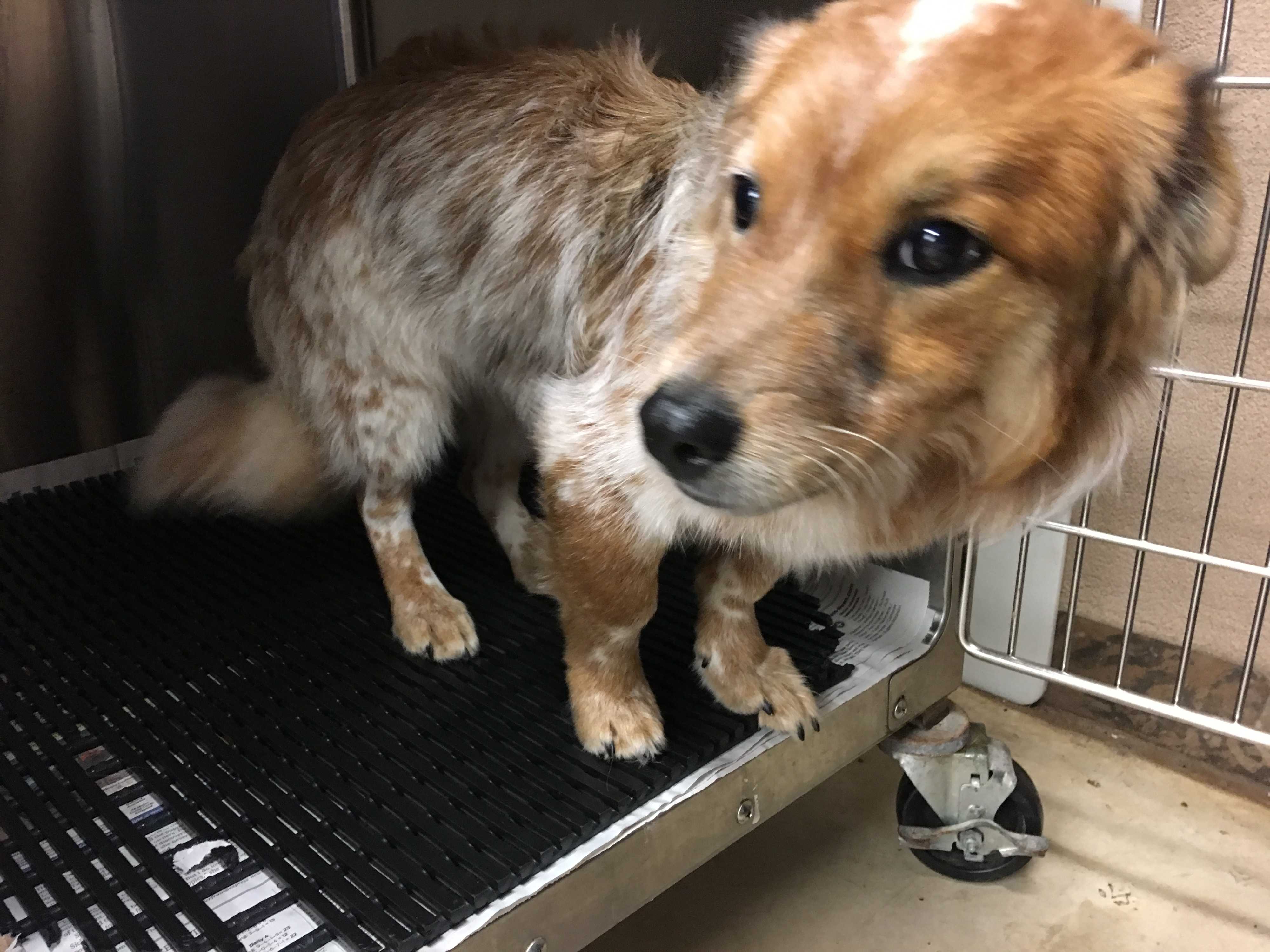 Vancouver Bc Cardigan Welsh Corgi Meet Marv A Pet For Adoption Adoptapet Com Vancouver Bc Cardigan Welsh Corgi Meet Marv A Pet For Adoption Adoptapet Com