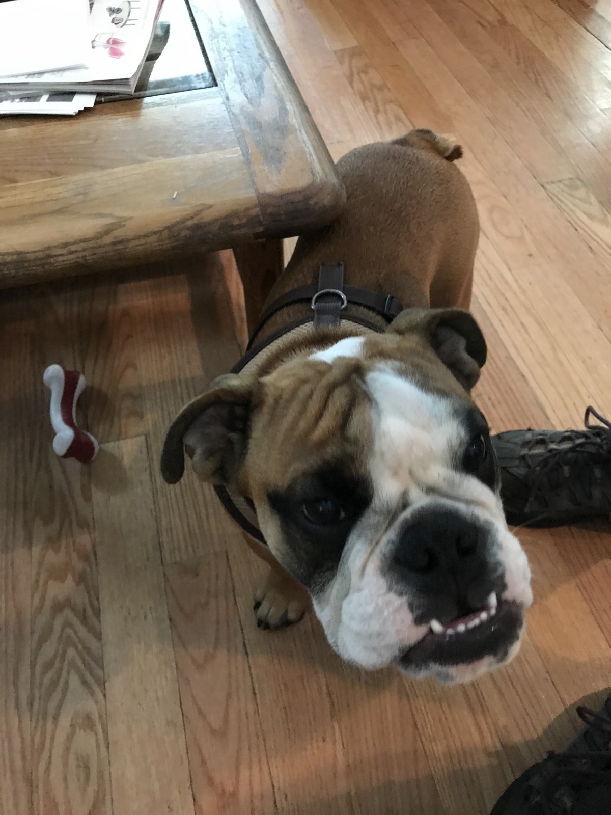 Wilmington Nc English Bulldog Meet Willie A Pet For Adoption Adoptapet Com Wilmington Nc English Bulldog Meet Willie A Pet For Adoption Adoptapet Com