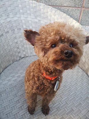 toy poodle buy