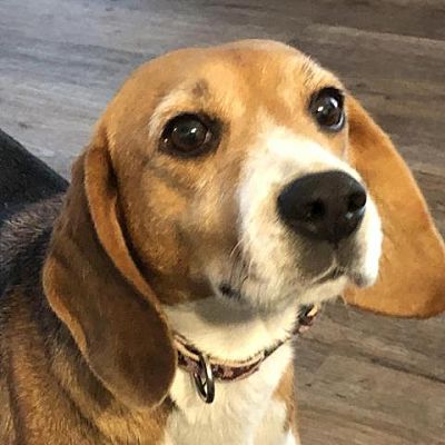 Walker, MI - Beagle. Meet Mary Ann - foster a Pet for Adoption ...