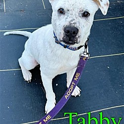 Photo of Tabby