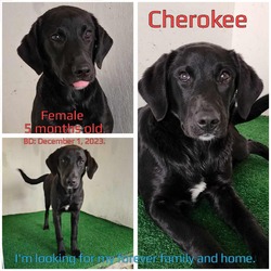 Photo of Cherokee