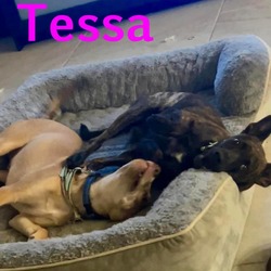 Photo of Tessa