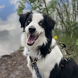 Thumbnail photo of Little Bear - purebred Aussie! #1