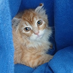 Thumbnail photo of Cheeto #3