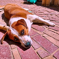 adopt a pet
