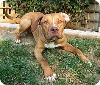 redbone coonhound mastiff mix