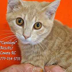 Thumbnail photo of Cantalope #1