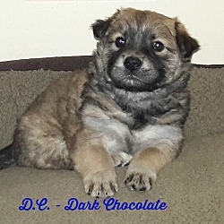 Thumbnail photo of DC (fostered in SC) #1