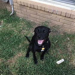 legacy of hope dog rescue