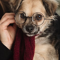 Thumbnail photo of Harry Potter~adopted! #1