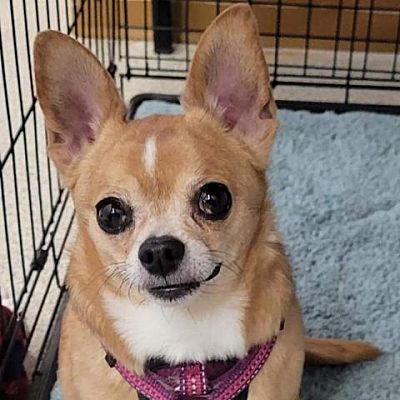 Saratoga Springs, NY - Chihuahua. Meet Mocha a Pet for Adoption ...