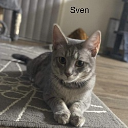 Thumbnail photo of Sven #3