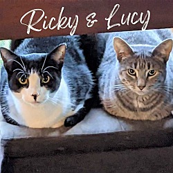 Thumbnail photo of Ricky & Lucy #1