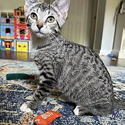 Photo of Tippy Toes