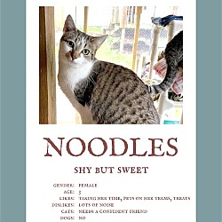 Photo of Noodles