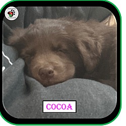 Thumbnail photo of Cocoa - Coffee Litter #4