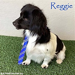 Photo of Reggie