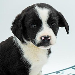 Thumbnail photo of Claire - could a puppy be any #1