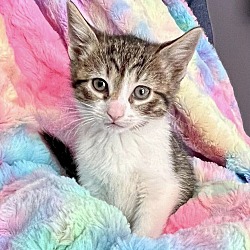 Photo of Kitten: Princess Ann