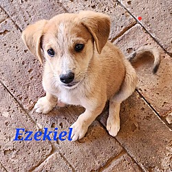 Thumbnail photo of Ezekiel #2