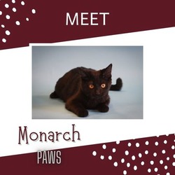 Thumbnail photo of Monarch #1