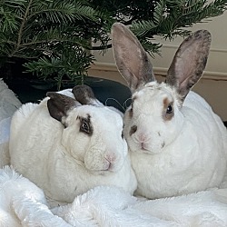 bonded pet photo