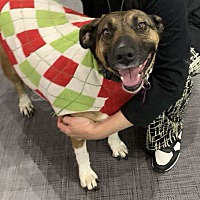 adopt a pet