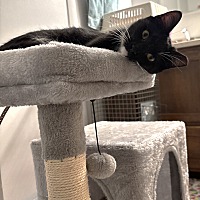 adopt a pet