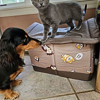 adopt a pet