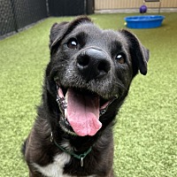adopt a pet