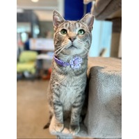 adopt-pet