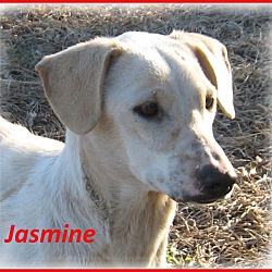 Thumbnail photo of Jasmine-Adoption Pending #1