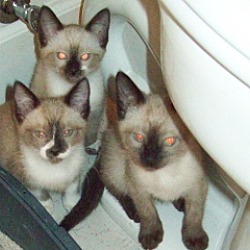 Thumbnail photo of 5 Kittens #2