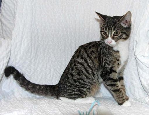 Buford Ga Domestic Mediumhair Meet Mina A Pet For Adoption