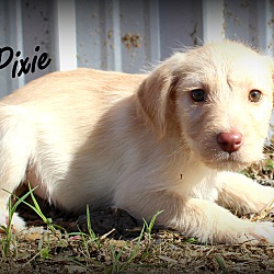 Thumbnail photo of Pixie~adopted! #3
