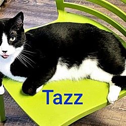 Thumbnail photo of Tazz #3