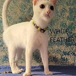 Photo of White Feather