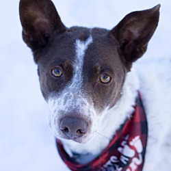 Photo of Rascal