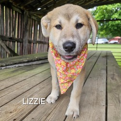Thumbnail photo of Lizzie #1