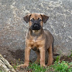 Photo of Kanga Pup - Bounce - Adopted!