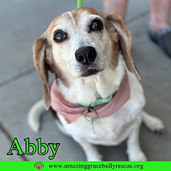 Thumbnail photo of Abby #2