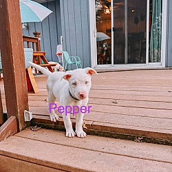 Thumbnail photo of Pepper #3